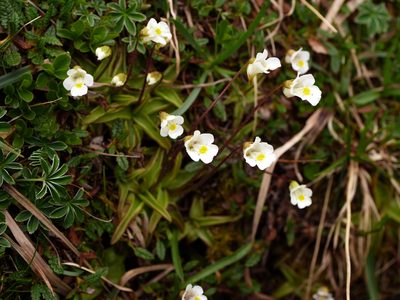 Pinguicula alpina, photographed by Wolfgang Jauch