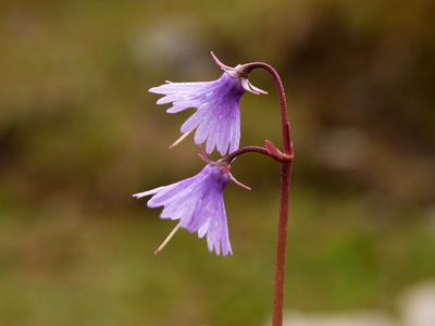 Soldanella alpina, photographed by Wolfgang Jauch
