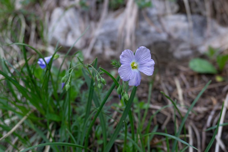 Linum alpinum, photographed by Philipp Pavelka