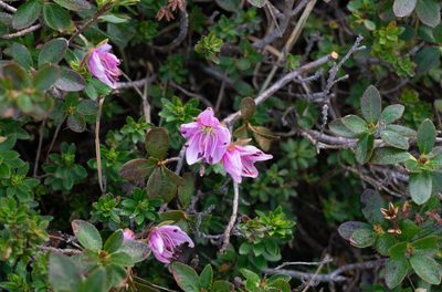 Rhodothamnus chamaecistus, photographed by Philipp Pavelka