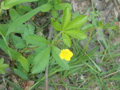 Potentilla simplex, photographed by Lynn Harper
