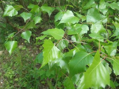 Betula populifolia, photographed by Lynn Harper