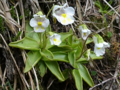 Pinguicula alpina, photographed by Philipp Pavelka