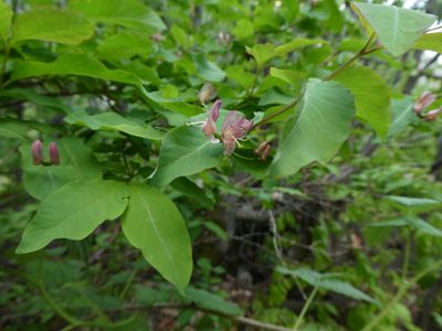 Lonicera nigra, photographed by Philipp Pavelka