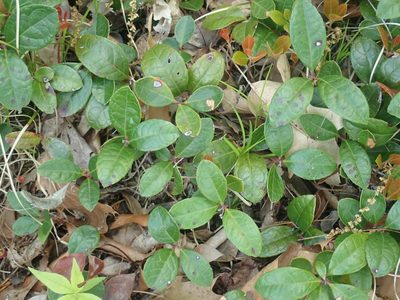 Gaultheria procumbens, photographed by Lynn Harper