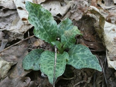 Goodyera tesselata, photographed by Bruce Cook