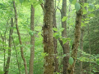Betula alleghaniensis, photographed by Lynn Harper