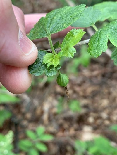 Ribes rotundifolium, photographed by Jeff Clark