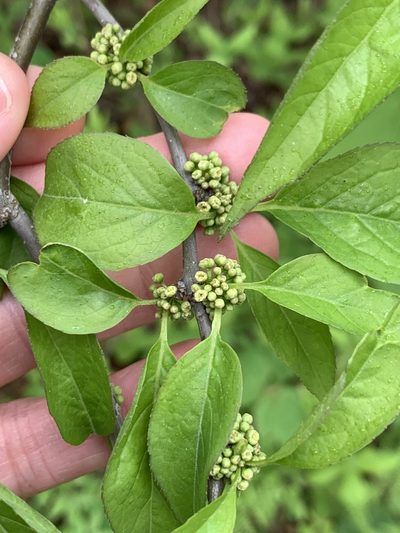 Ilex montana, photographed by Jeff Clark