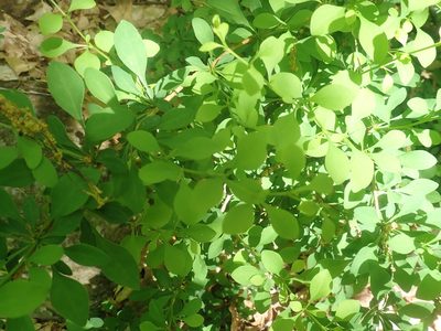 Berberis thunbergii, photographed by Lynn Harper