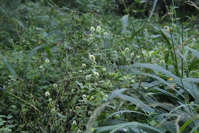 Bidens pilosa, photographed by Tony Rebelo