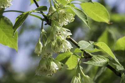 Staphylea trifolia, photographed by Craig Martin