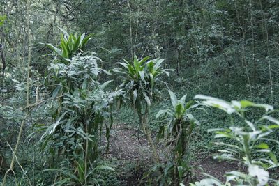 Dracaena aletriformis, photographed by Tony Rebelo