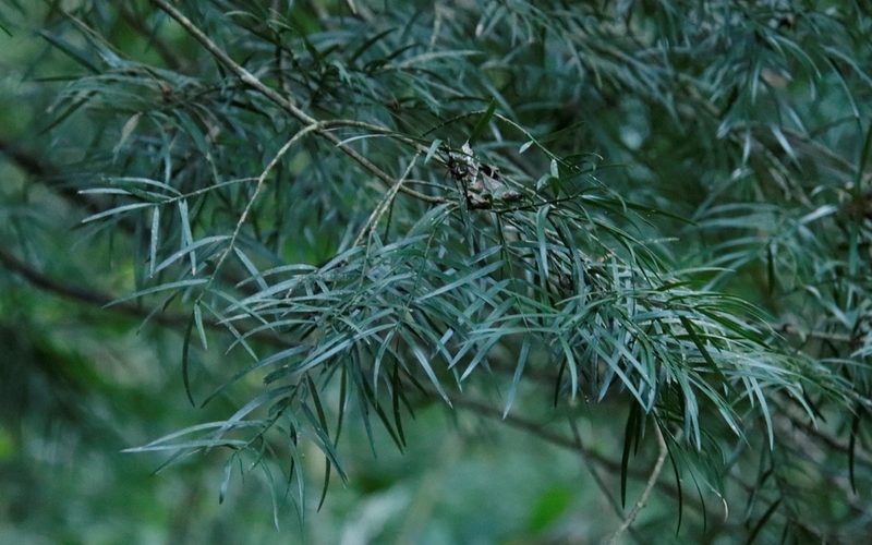 Asparagus falcatus, photographed by Tony Rebelo