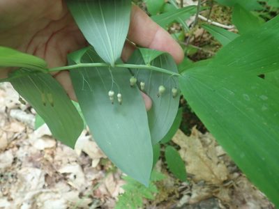 Polygonatum pubescens, photographed by Lynn Harper