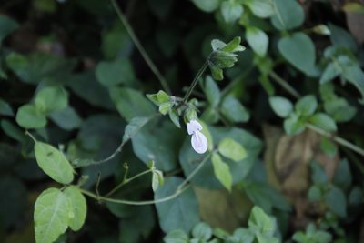 Hypoestes triflora, photographed by Tony Rebelo