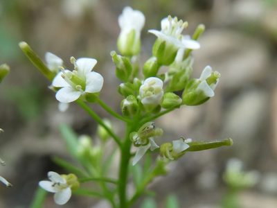 Cardamine pensylvanica, photographed by Bruce Cook