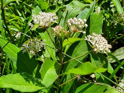 Asclepias perennis, photographed by Samuel A Schmid, PhD, PWS