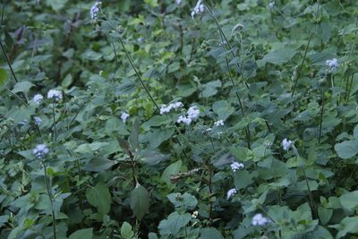 Ageratum houstonianum, photographed by Tony Rebelo