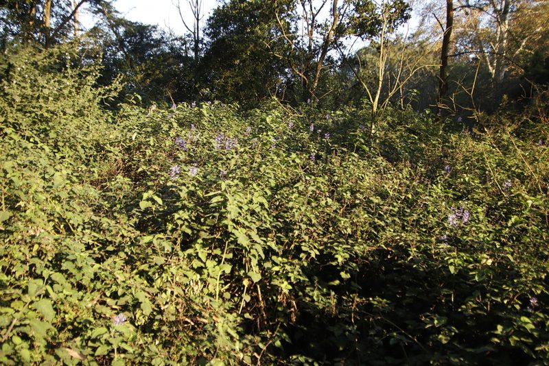 Plectranthus ecklonii, photographed by Tony Rebelo
