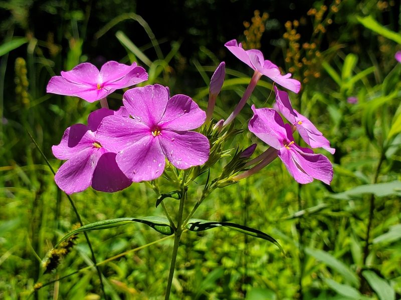 Phlox carolina, photographed by Samuel A Schmid, PhD, PWS