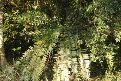 Encephalartos natalensis, photographed by Tony Rebelo