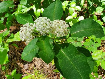 Asclepias variegata, photographed by Samuel A Schmid, PhD, PWS