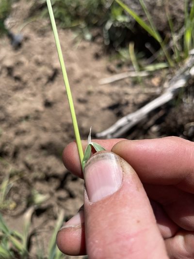 Poa fendleriana, photographed by crothfels