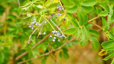 Sambucus cerulea, photographed by Michael Warner