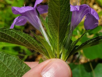Ruellia caroliniensis, photographed by Samuel A Schmid, PhD, PWS