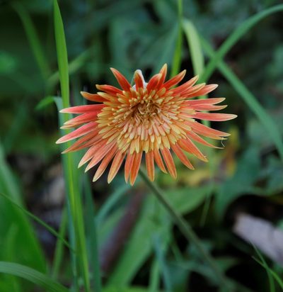 Gerbera jamesonii, photographed by Tony Rebelo