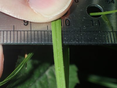 Carex pallescens, photographed by John Baur