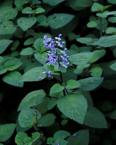 Plectranthus zuluensis, photographed by Tony Rebelo