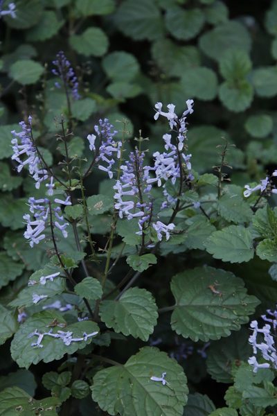 Plectranthus zuluensis, photographed by Tony Rebelo