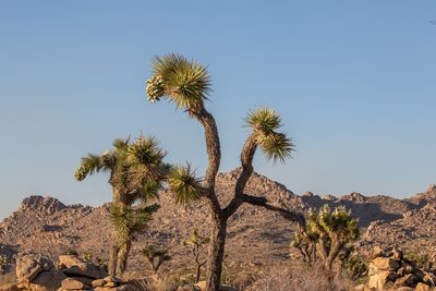 Yucca brevifolia, photographed by DiegoH