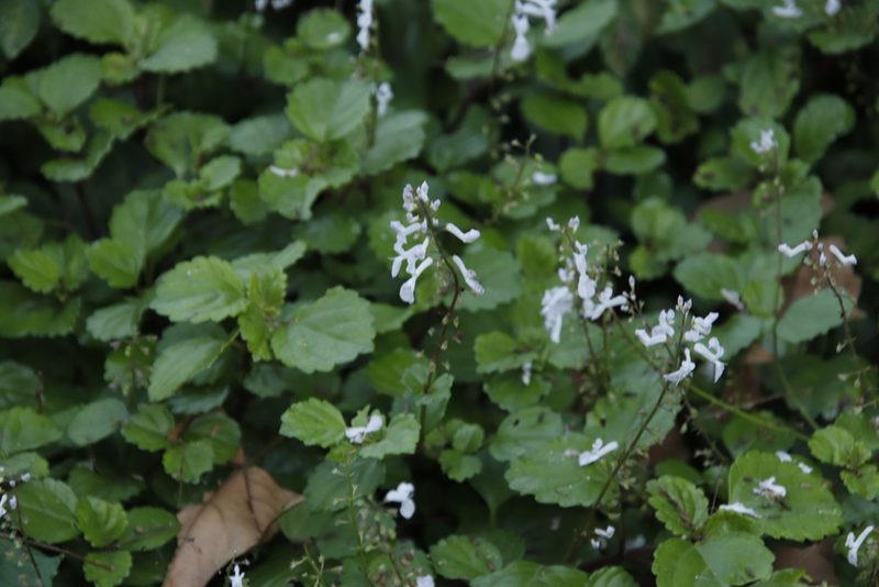Plectranthus verticillatus, photographed by Tony Rebelo
