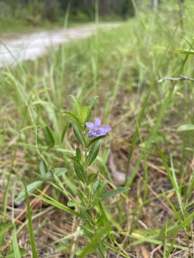 Dyschoriste oblongifolia, photographed by Brandon Corder