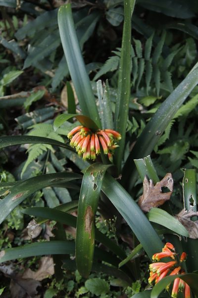 Clivia gardenii, photographed by Tony Rebelo