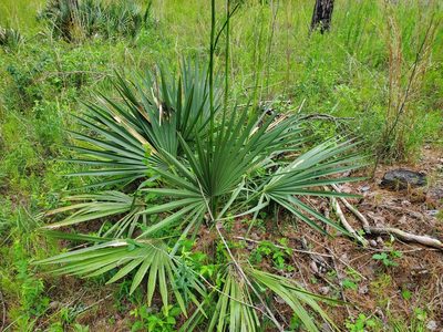 Sabal minor, photographed by Samuel A Schmid, PhD, PWS