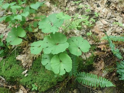 Sanguinaria canadensis, photographed by Lynn Harper