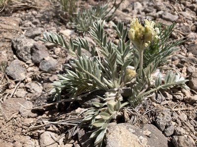 Oxytropis sericea, photographed by Cecelia Alexander