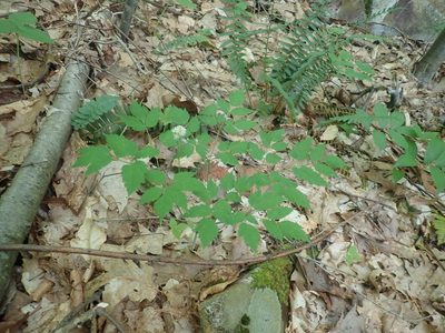 Actaea pachypoda, photographed by Lynn Harper