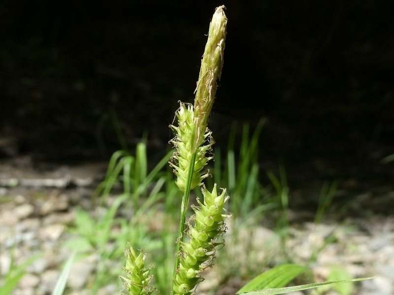 Carex scabrata, photographed by Bruce Cook