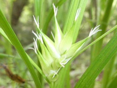 Carex intumescens, photographed by Bruce Cook