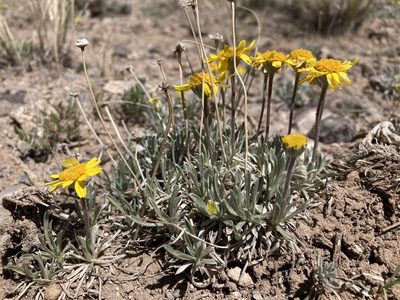 Tetraneuris acaulis, photographed by Cecelia Alexander