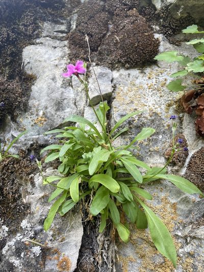 Primula maguirei, photographed by crothfels
