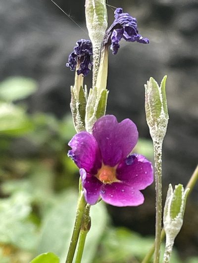 Primula maguirei, photographed by crothfels