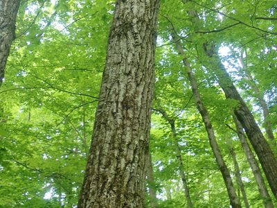 Quercus montana, photographed by Lynn Harper
