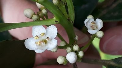 Ilex canariensis, photographed by Alessia Guggisberg