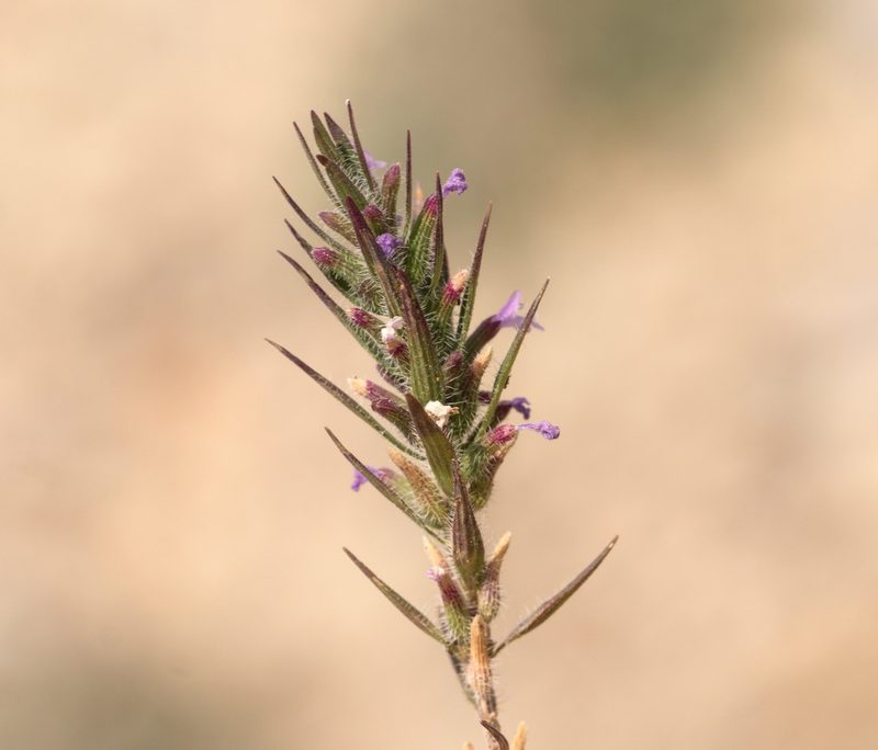 Ziziphora tenuior, photographed by Вячеслав Юсупов